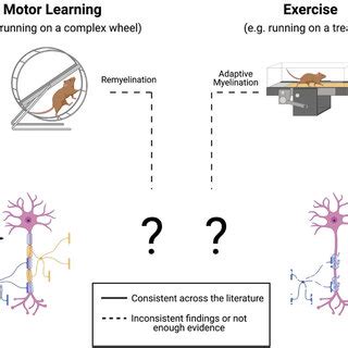 Motor learning promotes adaptive myelination and both exercise and ...