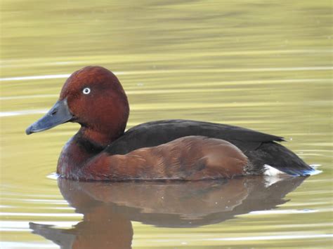 Doñana National Park Birdwatching Tours Doñana Wings