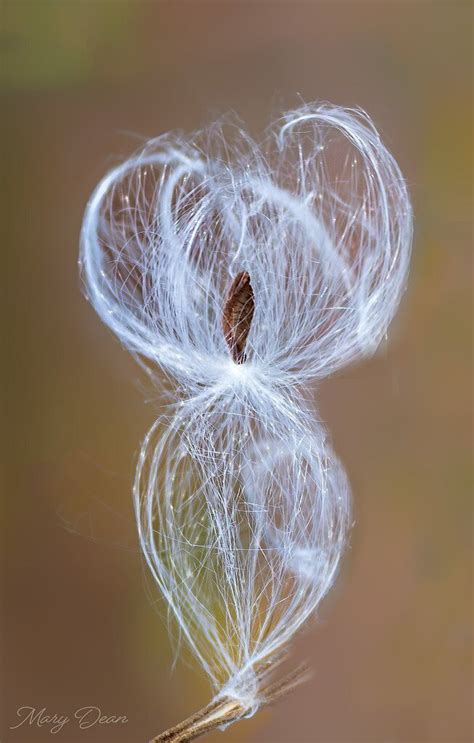 Tiny Dancer Macro Close Up Critiques Nature Photographers Network