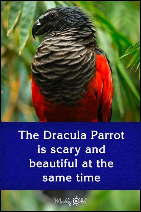 The Dracula Parrot Is Scary And Beautiful At The Same Time Parrot