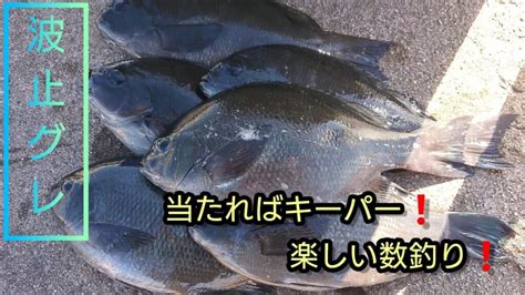 『フカセ釣り』今回は波止へグレ釣りに。 秋らしく数釣れて楽しめた‼️ 島根県 浜田市 山陰釣り新報