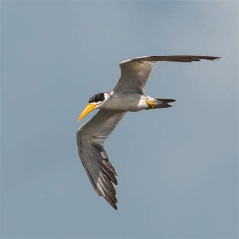 Rare Bird Alert: June 2, 2023 - American Birding Association