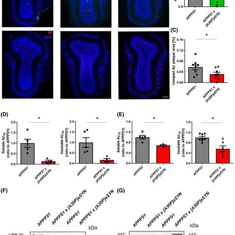 Similar Aβ plaque burden in the olfactory bulb of 4monthold APPPS1