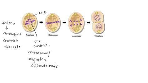 SOLVED: Diagram the mitosis process for a diploid cell where 2n = 4