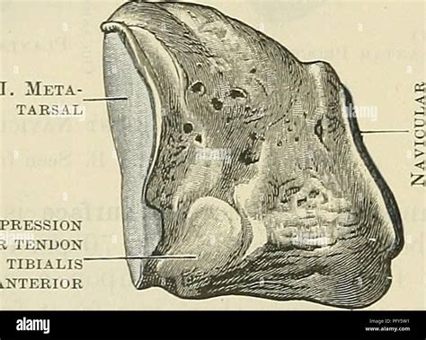 Medial cuneiform bone hi-res stock photography and images - Alamy