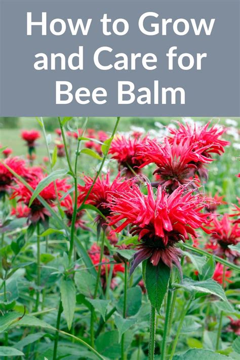 How to Grow and Care for Bee Balm Plants