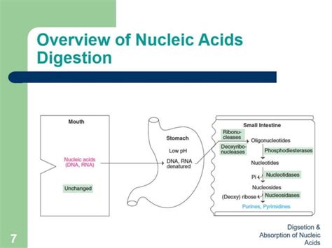 Digestion And Absorption Of Nucleic Acids Biochemistry