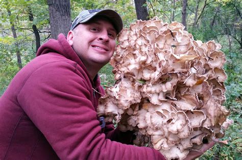 Maitake Sheepshead Hen Of The Woods Mushroom Hunting Tips