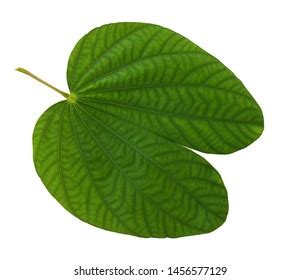 Acuminata Images Stock Photos Vectors Shutterstock