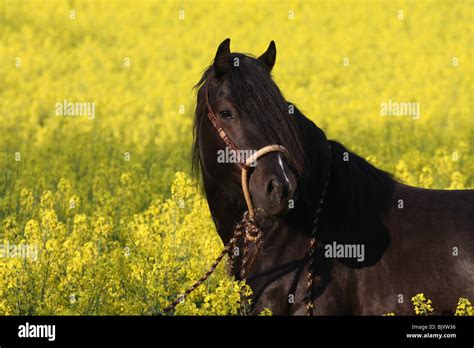 welsh   portrait stock photo alamy