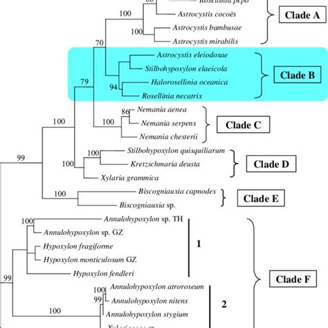 Phylogenetic Tree Based On Combined 28s And Its1 58s Its2 Sequences