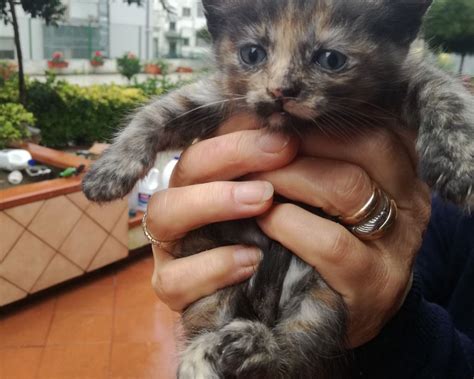 Milano Gattina Tricolore Cerca Casa Regalo Gattini Gatti Milano