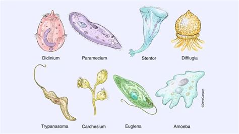 Protozoa Definition Classification Characteristics Structure Locomotion Examples