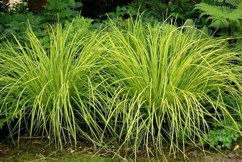 Carex Planter Et Entretenir Ooreka