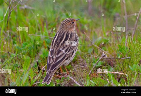 Bird Watching On The Grass Red Throated Pipit Anthus Cervinus Stock