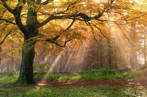 Autumn Woods, Peak District by John Finney Photography