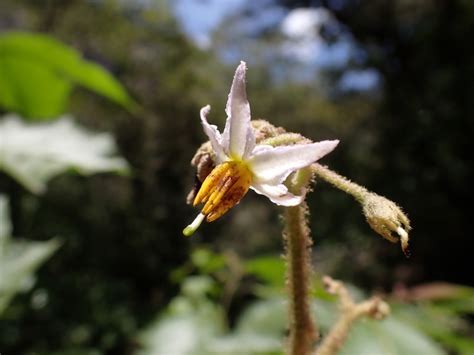 Solanum Saponaceum Dunal Plants Of The World Online Kew Science