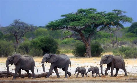 Al Menos Elefantes Murieron Por Sequ A En El Mayor Parque Nacional