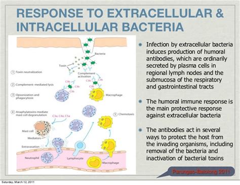 Bio 151 Lecture 15 Continued