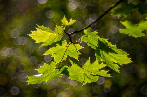 Herbst Dirk Frenzel Flickr