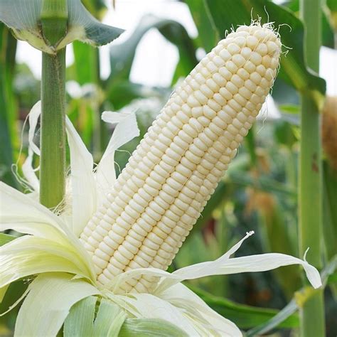 Yu Mi High Yield F1 Pioneer Corn Seeds Sweet Waxy Corn Seeds White