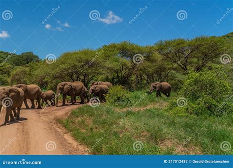 Herd Of African Bush Elephants In The Tarangire National Park In