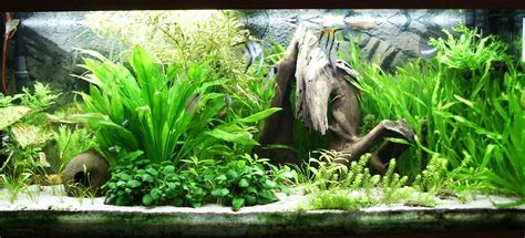 java fern microsorum pteropus aquarium plant care guide