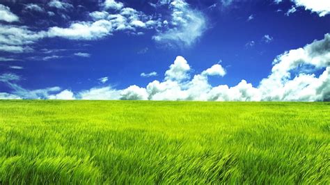 Online Crop Green Grass And White Clouds Nature Grass HD Wallpaper