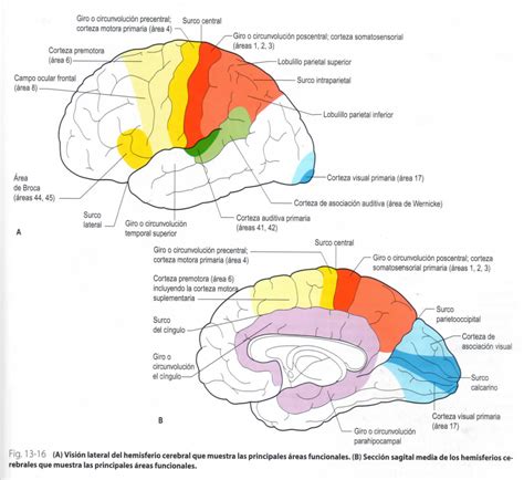 NEUROANATOMÍA Y NEUROFISIOLOGÍA By Laura Paola Corredor Nieto Mapa