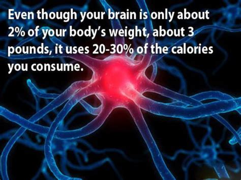 Is The Brain Fueled By Fat Protein Or Carbs