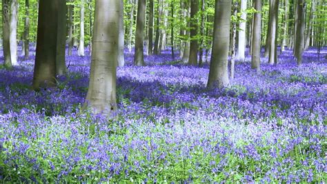 Bluebell Flowers In Halle Forest, A Mystical Forest In Belgium. Stock ...