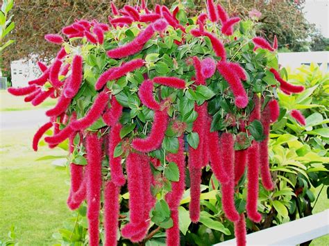 Цветок лисий хвост домашний (72 фото) - фото - картинки и рисунки ...