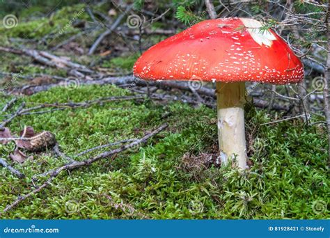 Red Fungus Amanita Growing In The Midst Of Twigs And Green Grass Stock Image Image Of Grass