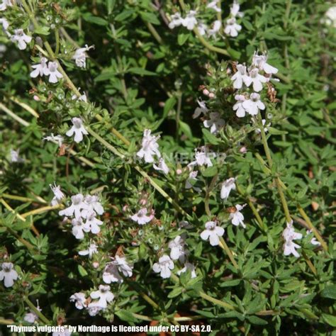 Graines Seeds Thym Commun Thym Cultiv Farigoule Thymus Vulgaris