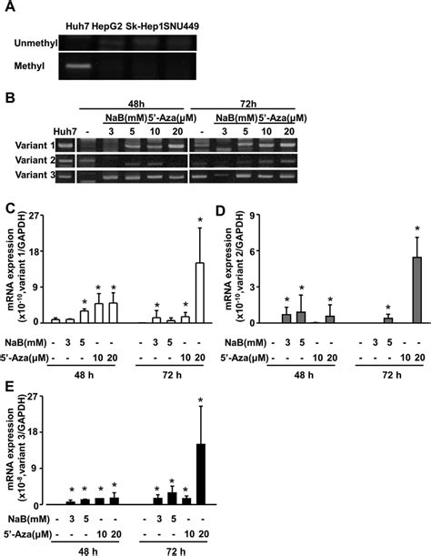 Sodium Butyrate Nab And Azacytidine Aza Increase Mrna