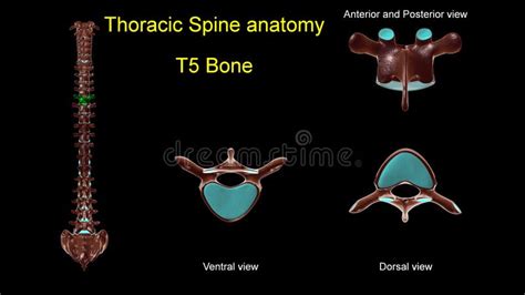 Espinha Torácica T 5 Anatomia óssea Para Ilustração Do Conceito Médico