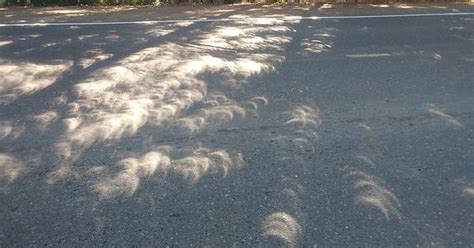 The Light Shining Through Through The Trees Is A Bunch Of Eclipses Album On Imgur