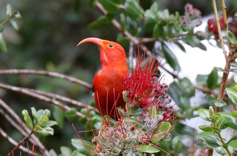 Celebrate Hawaiian Honeycreepers On Hawaiʻi Birds Not Mosquitoes