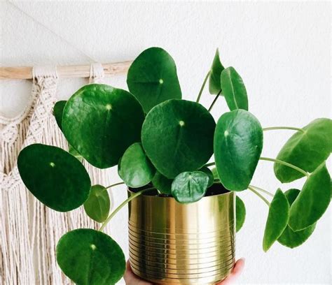 Caracter Sticas Y Cuidados De La Planta Del Dinero Chino Pilea