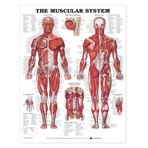 Anatomical Wall Charts