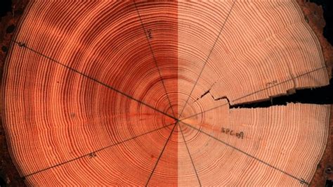 What Tree Rings Tell Us About Climate In The Arctic Rci English