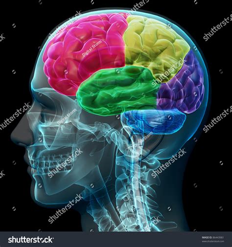 Colored Sections Of A Male Human Brain X Ray Concept Part Of A