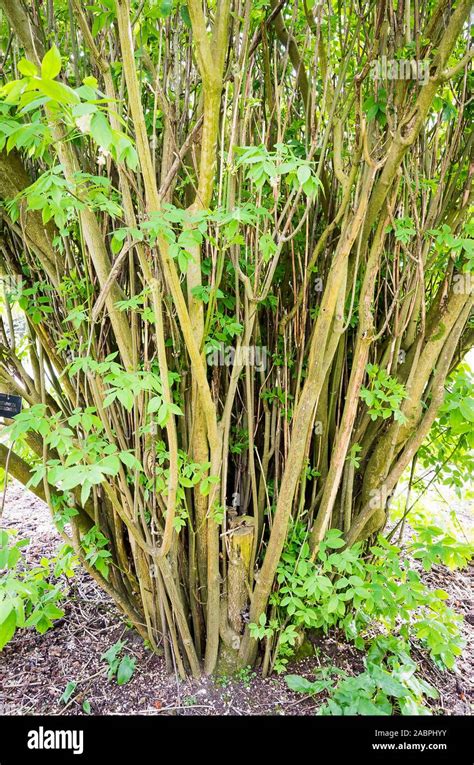 Multi Stemmed Hi Res Stock Photography And Images Alamy