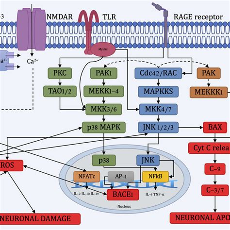 Diagram Of The Neuronal Damage And Neuronal Apoptosis Pathways Orai