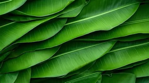 Exquisite Background Captivating Texture Of Banana Leaves Leaf