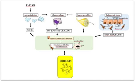 Cellular Components Contributing To Fibrosis In Endometriosis A