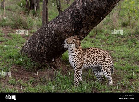 Male African Leopard In The Bush In Sabi Sands Game Reserve South