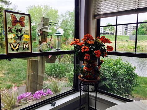 91 Canna Lillies & Container Ideas | plants, planting flowers, flower