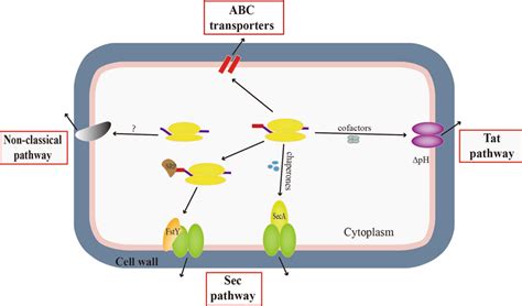 Schematic Diagram Of Protein Secretion Pathways In B Subtilis The