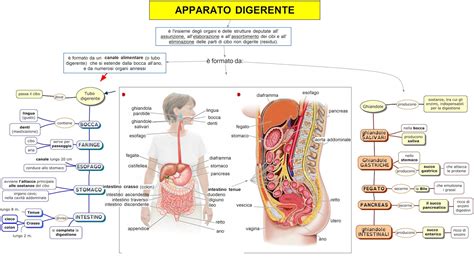 Apparato Digerente DSA Study Maps